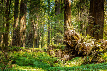 The circle of life. Young trees growing on huge old dead trees in the Redwood National Park, California