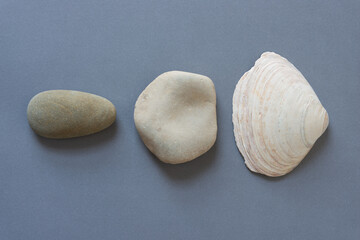 shell and stones on gray