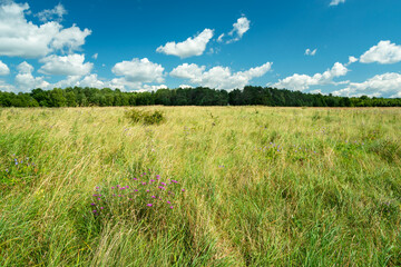 Grassland in front of the forest and clouds in the sky