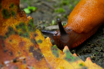 A macro close up of a snail, slug eating a leaf. Autumn, fall vibes