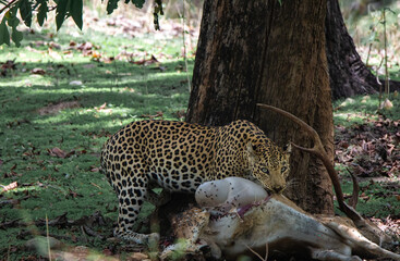 Indian leopard on a spotted deer kill