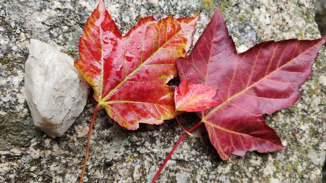  maple leaf fallen from tree in autumn in park with autumn colors and decoration in October or November
