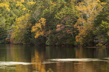 Fototapeta premium 紅葉が始まった長野県白駒池の風景 9月末