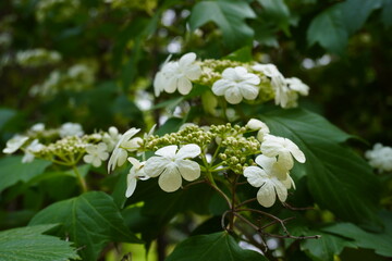 Smooth-cranberrybush viburnum,백당나무
