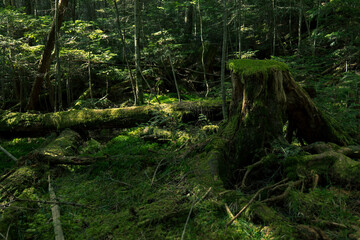 長野県白駒池の苔の森　秋