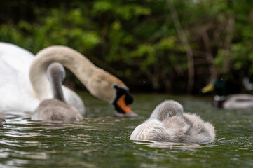 Cygnets of mute swans, cygnus olor