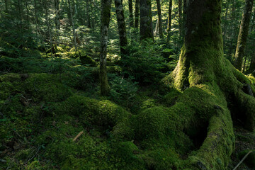 長野県白駒池の苔の森　秋