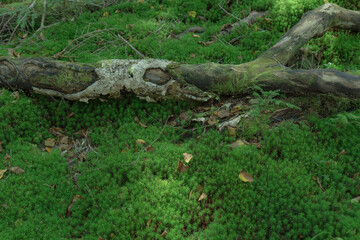 長野県白駒池の苔の森　秋