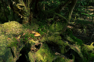長野県白駒池の苔の森　秋
