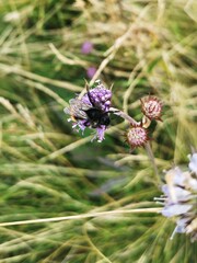 Bee on a wild flower - in the mountains