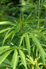 Fresh green Cannabis sativa plant outdoor close up 