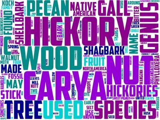 hickory typography, wordart, wordcloud, hickory,nature,background,tree