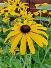 Summer yellow flowers in the garden