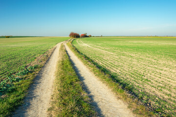 A dirt road through farmland and a beautiful sky