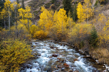 Golden colors of trees along Turgen River in autumn. Turgen gorge, Ile-Alatau National Park, Kazakhstan.