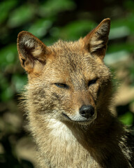golden jackal