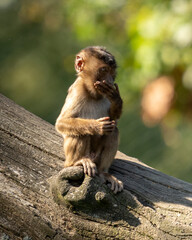 japanese macaque sitting on a tree