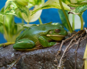 treefrog