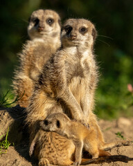 meerkat on guard