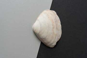 shell on black and gray background