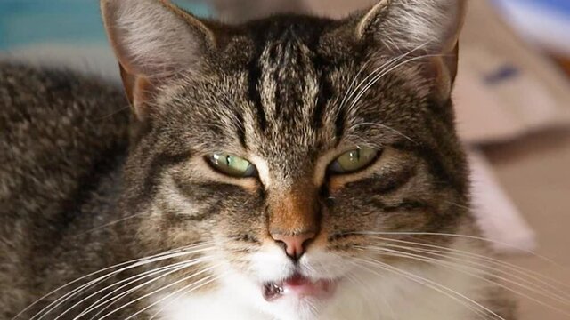 portrait d'un chat tigr&eacute; en gros plan