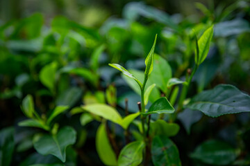 Fototapeta na wymiar Green tea leaves in a tea plantation in morning.