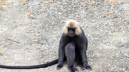 Lion tailed macaque monkey’s reactions