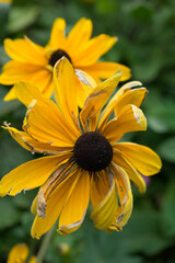 close up - rudbeckia flower