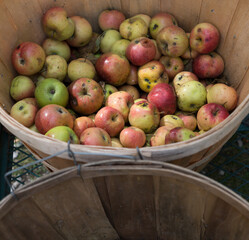 grungy (organic) apples in a basket
