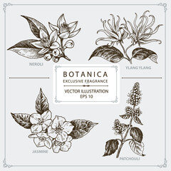 Floral Fragrance, Neroli, Ylang Ylang, Jasmine, Patchouli, hand drawn illustration, vector elements	