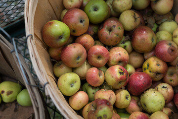 apples in a basket