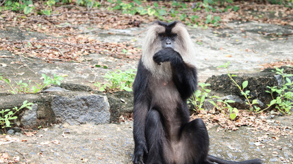 Lion tailed macaque monkey’s reactions
