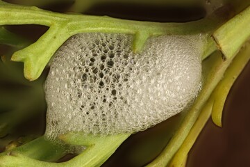 Foam nest of Spittlebug (Bathyllus albicinctus), South Australia 