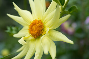 yellow dahlia flower