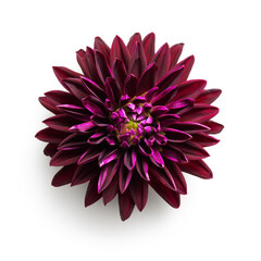 Dahlia flower isolated on white background 