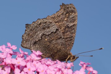 European peacock butterfly on flower