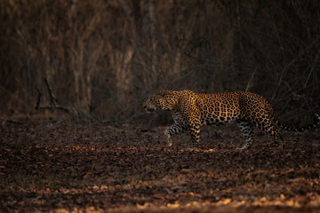 leopard walking in the forest during sunrise