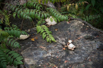 staghorn sumac and tree stump