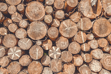 Opfer der Borkenkäferplage, Fichtenholz als Brennholz