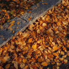 Autumn leaves