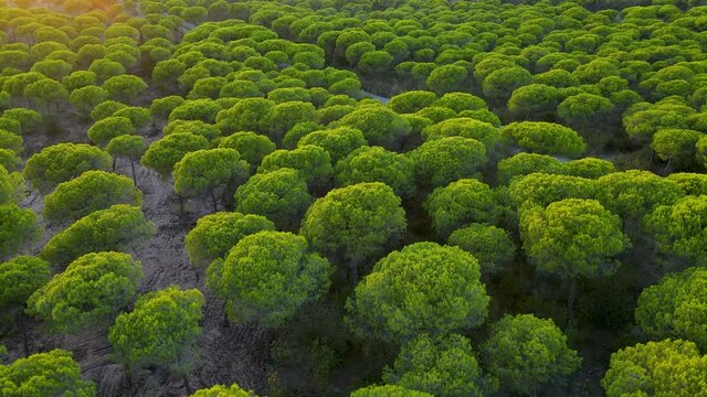 Pinus Pinea Forest - Lush Green Stone Pine Trees, Native Tree In El Rompido, Spain. - aerial