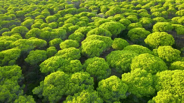 Umbrella Pine Trees - Cultivation Of Stone Pine Trees For Their Edible Nuts In El Rompido, Spain. - aerial