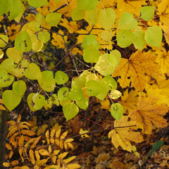 Autumn leaves