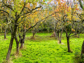 autumn grove, with green lawn and falling leaves of various colors