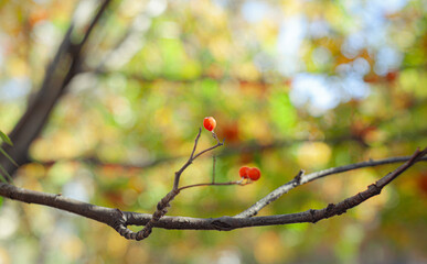 Mountain rowan red ash branch berries on blurred green background. Autumn harvest still life scene. Soft focus backdrop photography. Copy space.