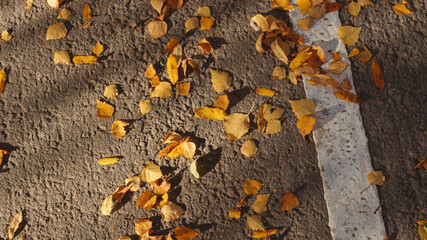 Autumn leaves