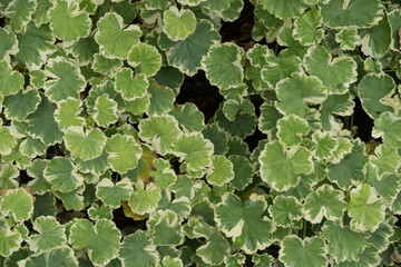 green leaves (geranium) background