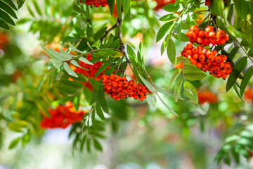 Mountain rowan red ash branch berries on blurred green background. Autumn harvest still life scene. Soft focus backdrop photography. Copy space.