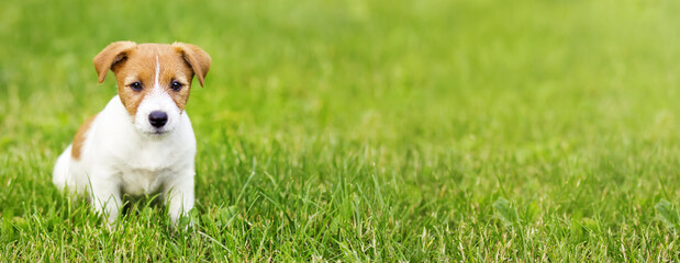 Cute small dog puppy sitting in the grass. Pet training banner.