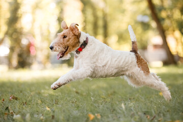 Active dog on a walk. Fox Terrier dog at the park. Dog portrait. Walking with dog. Lifestyle pet photo
